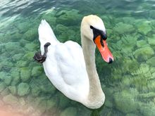 Lots of swans!