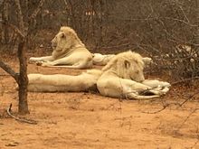 Rare white lions.