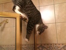 Jax jumping down from top of shower 