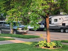 Summer light hitting our plum tree. 
