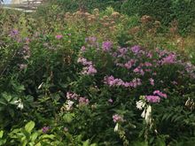 A lovely garden to visit. Laurie Garden at Millennium Park, downtown Chicago.  Very unexpected, very natural feel. 