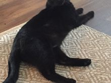 A picture for Ziggy. In anticipation of Friday the 13th and the full moon!!!  My sweet baby is ready to cross everyone’s path tomorrow. I also know how much you love cats Zig. 