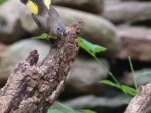 American Redstart - female