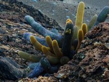 Oddest colored cactus Ikve ever seen