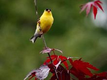American Goldfinch in our Japanese maple tree