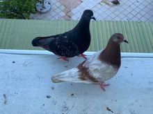 The same pigeon friend with his new wife. He’s been here without her the past few days, though - wonder if they broke up!