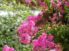 Flowers for “Percy” 