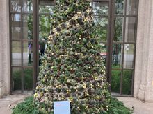At the entrance to the conservatory, this is a living tree of succulents.
