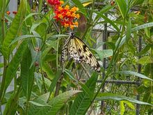 butterfly on Lantana at Malahyde Castle