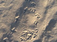 Seagull tracks in the sand