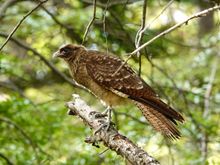 Chimango Caracara