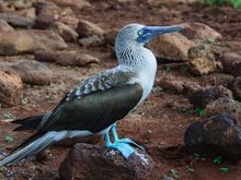 The Blue Footed Boobie