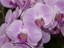 The Edward Youde Aviary had not only many different exotic birds, but also a good variety of flowers throughout.