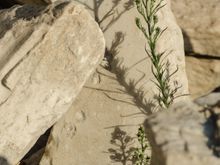 But hope springs eternal, even during a pandemic.