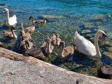 Swans and their gray babies!