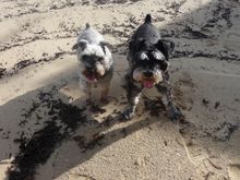 The Schnauzers