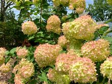 Little Lime hydrangeas 