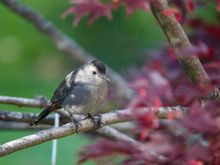 Notice the red underneath its tail feathers.