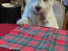 Barry says merry Christmas , where’s my treats!