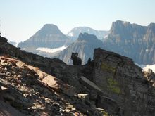 Bighorn sheep on the Grinnell Glacier trail.