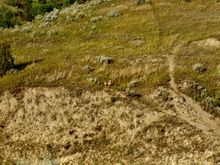 Wiley Coyote looking for the Road Runner I suspect. From Teddy Roosevelt National Park