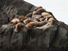 Steller sea lions 