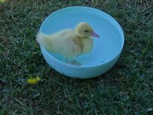 Duckling growing fast, the toddler used to have a bath with it, no rubber duck in her bath! 