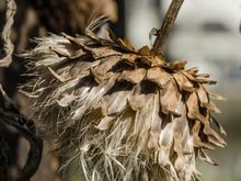 Mrs Z admired this plant very much. (*editors: seen above is fodoricus belladonica, a deadly poison used by witches to kill husbands who bug them to assist in posting overlong trip reports). 