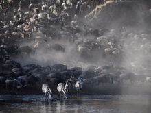 These zebras stopped for a leisurely drink of water.