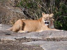 By the way, just one more lion to see as we leave the Serengeti