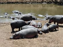 A "bloat" of hippos