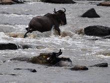 One wildebeest gets away and one doesn't. 