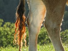 Few realize that New England cows produce dairy products that naturally come mixed with Baileys. The position of Leader of the Herd is always awarded to the cow with the most scrupulous tail. This is Mildred, cow leader from 2008. 