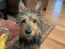 Baxter after his bath.