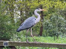 My friend the Holland Park heron