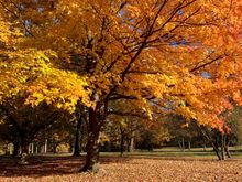 Forest Park