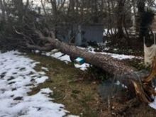 Hopefully no birdies were at home.