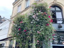 Pretty hanging flowers in Reims