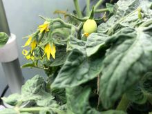 My hydroponic cherry tomato plant, one of two in this AeroGarden.