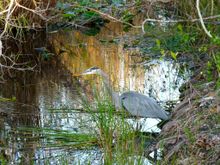 just one more bird but I like it