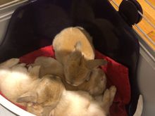 A pile of baby bunnies. Look at those fat bellies!
