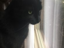 Watching for foil wrapped meat to arrive. 