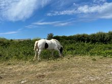  I love horses!
