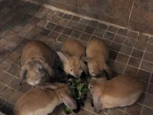 4 baby bunnies and the mamma bunny