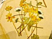 Dried wildflowers from the back yard