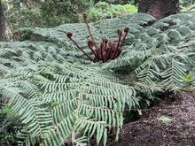Wellington Botanic Garden tree fern (we saw a lot of these while hiking earlier in the trip)