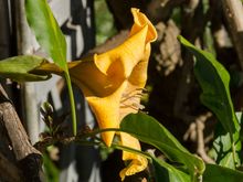 Exotic species everywhere. We saw sphagnum Irish moss, Aussie cycads (dino food), Japanese maples, Chinese roses, bamboo, man-made streams, camelia, lovely fountains, maquis, ferns, rugged volcanic cliffs, a Thai house replica, Indian waterlilies, pergolas, 'crocodile' statue ponds and a cat that slept on its back with legs in the air.