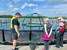 Norwegian salmon farm in Bronnoysund. Got quite the education. No processing here. Just an educational farm with 20,000 salmon. There are over 1100 salmon farms in Norway and each one requires at least 1 license which costs about $20,000,000!