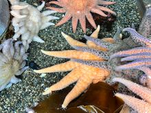 Sunflower sea stars -- they come in different colors 