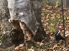 here is a small hole he pecked in my birch clump